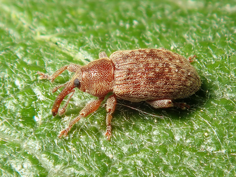 Curculionidae: Sibinia ?? No, Dorytomus melanophthalmus